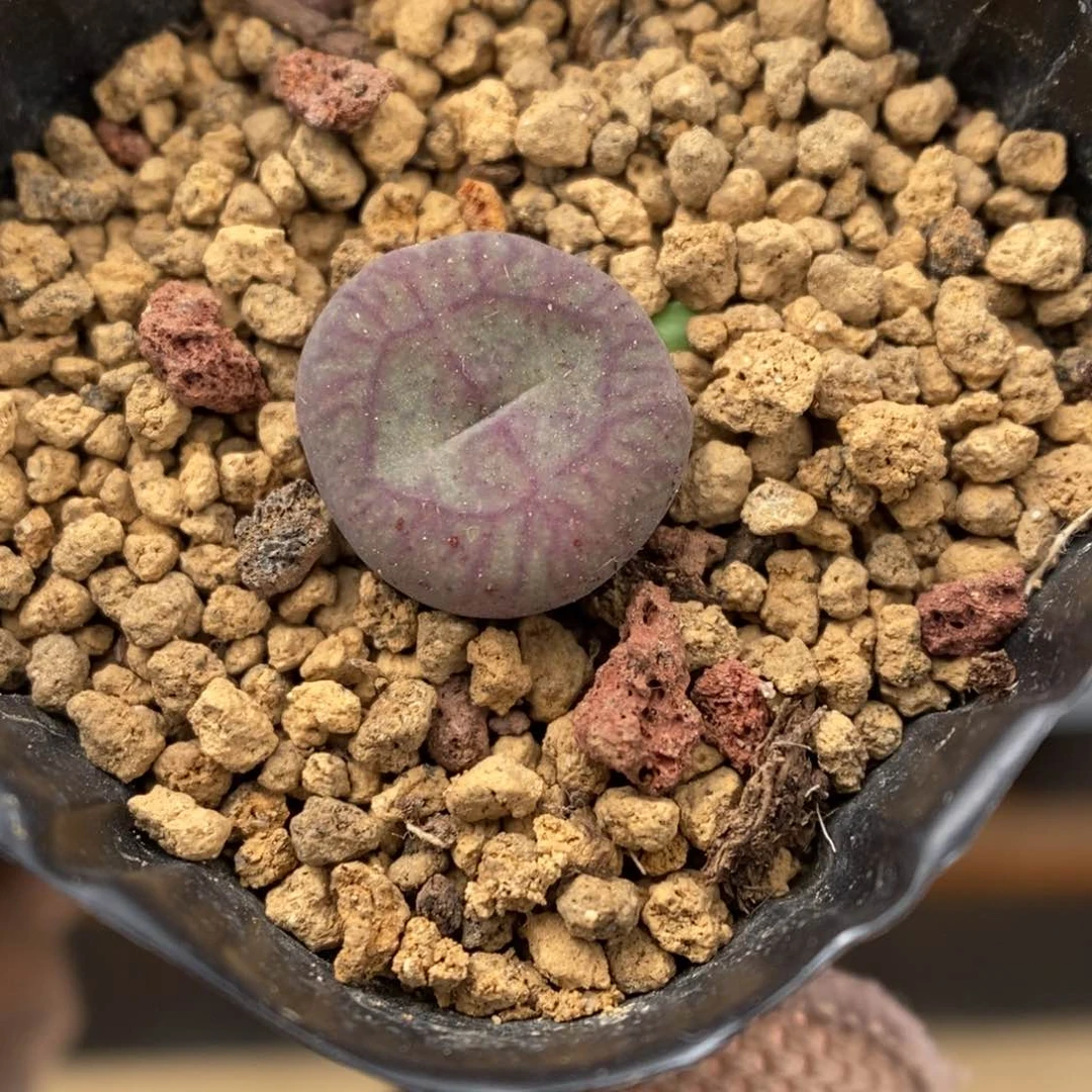 多肉植物肉锥杂交K-3666
