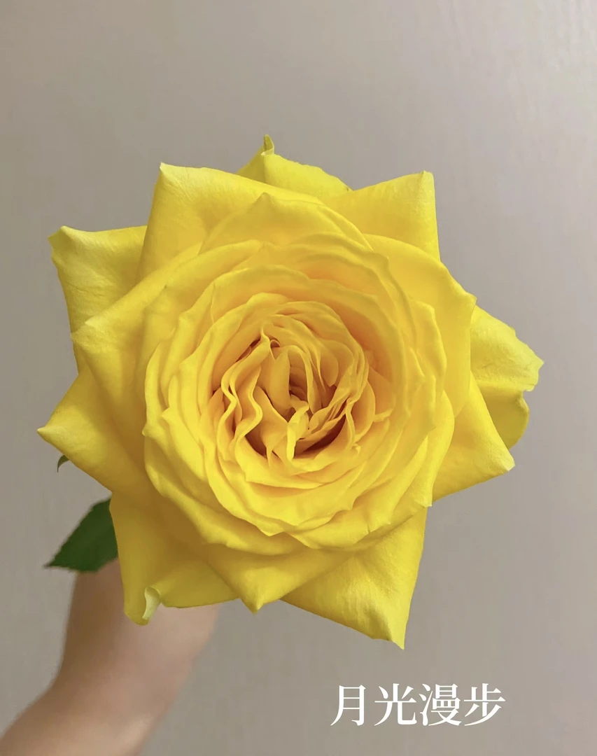 三岁花集--基地单头玫瑰月光漫步（一单中通二单顺丰）