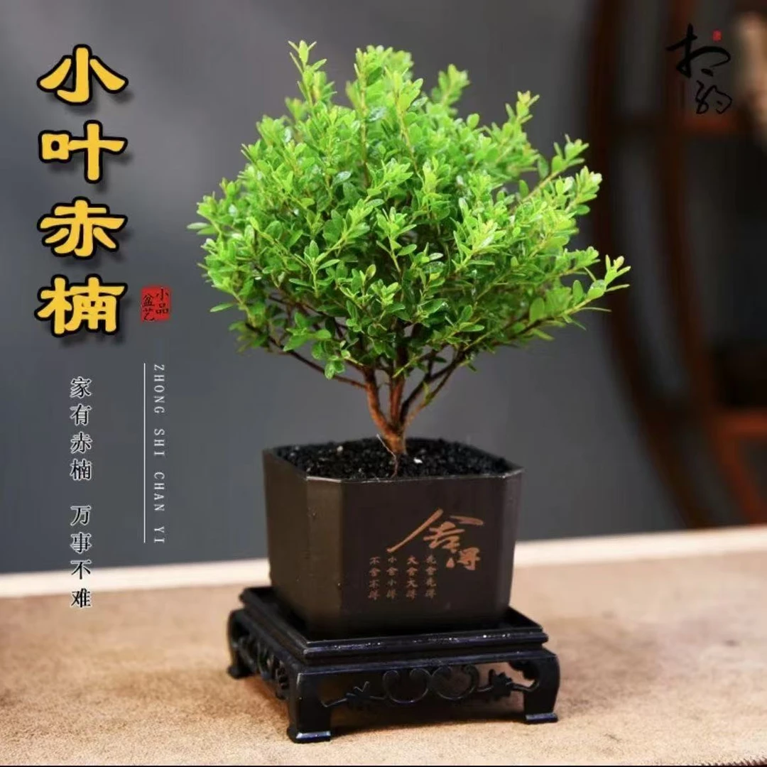 小绿植室内盆景四季好养迷你桌面植物盆栽小叶老桩办公室赤楠花卉