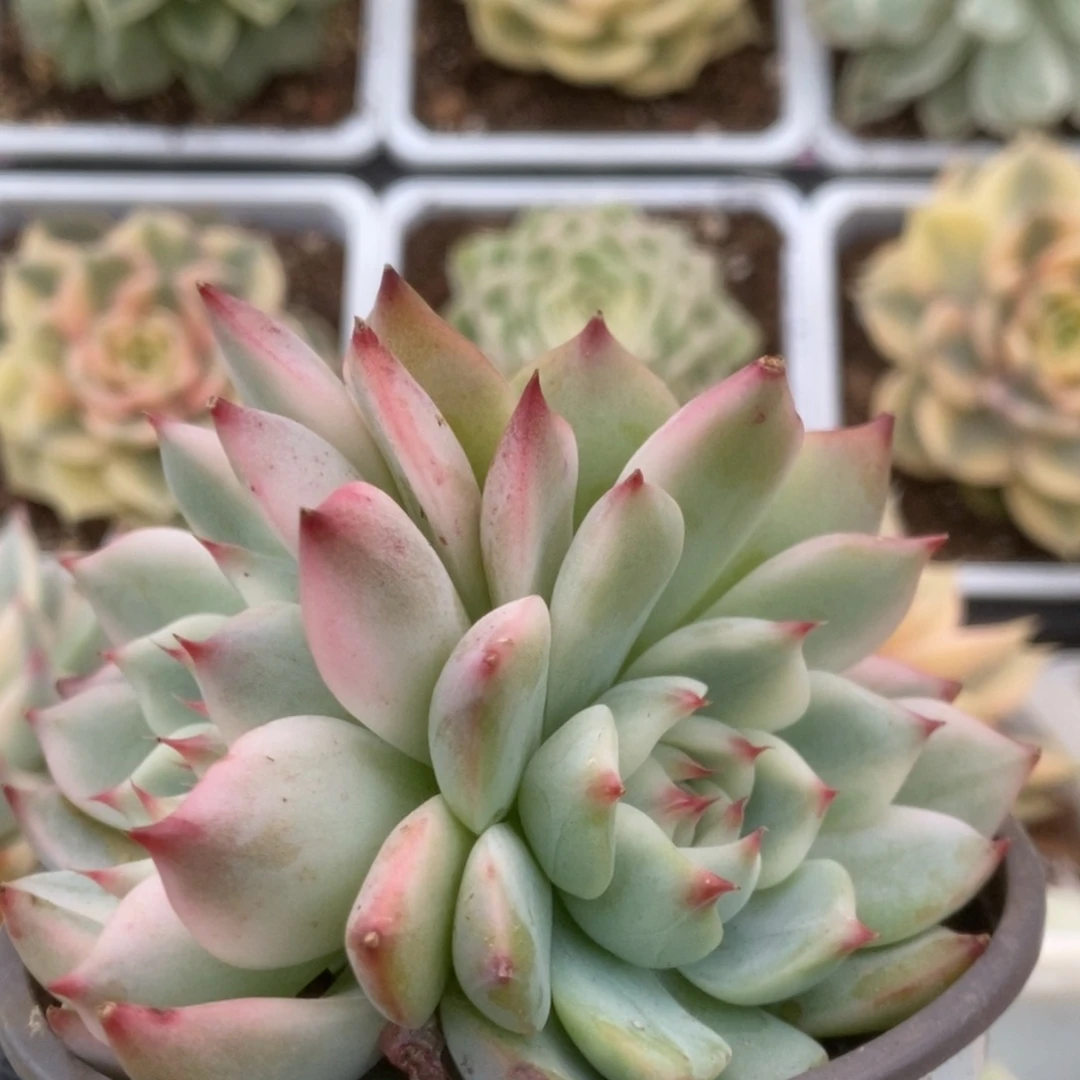 505锦锦锦锦锦锦锦锦锦锦