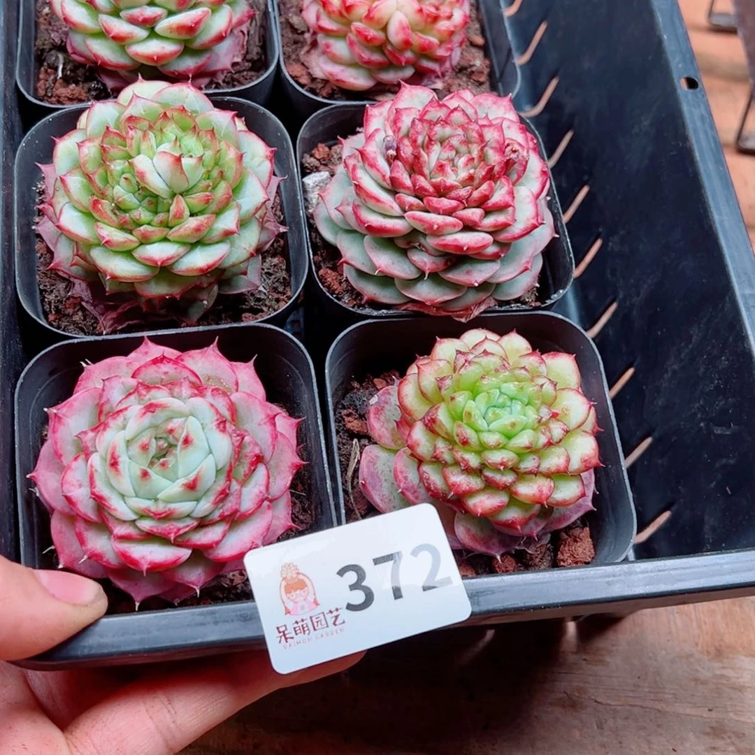 当前无花朵，栽培后可花朵b****喵