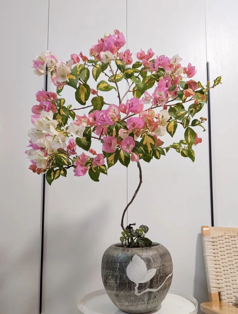 橙口红三角梅/四季勤花/盆景/好养易活/花园/阳台/客厅可直接摆放