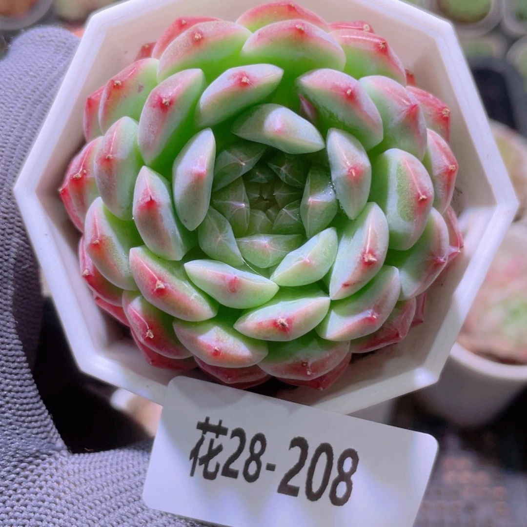 花利美28-208精选糖心