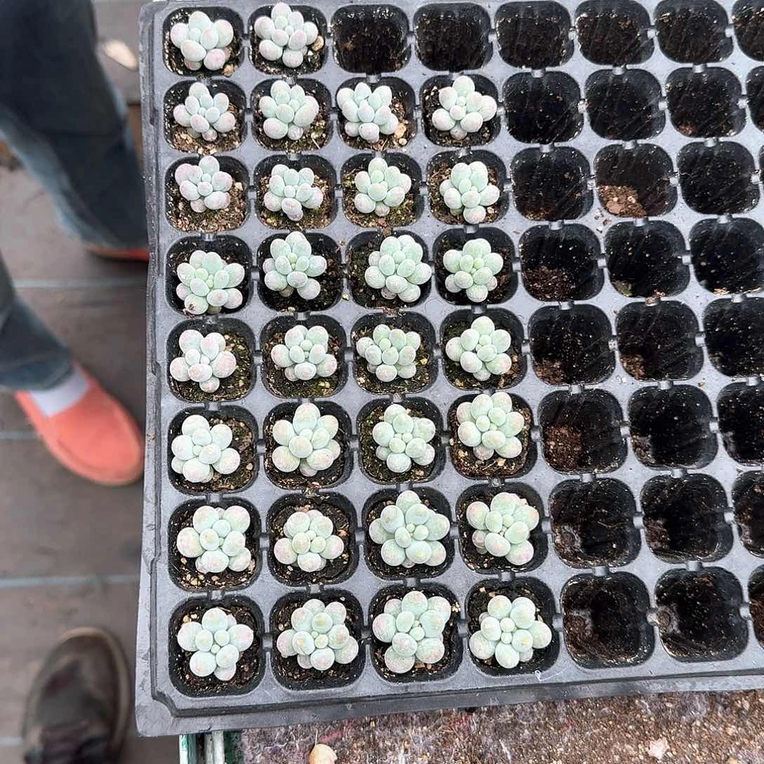 栀子一物一拍专拍