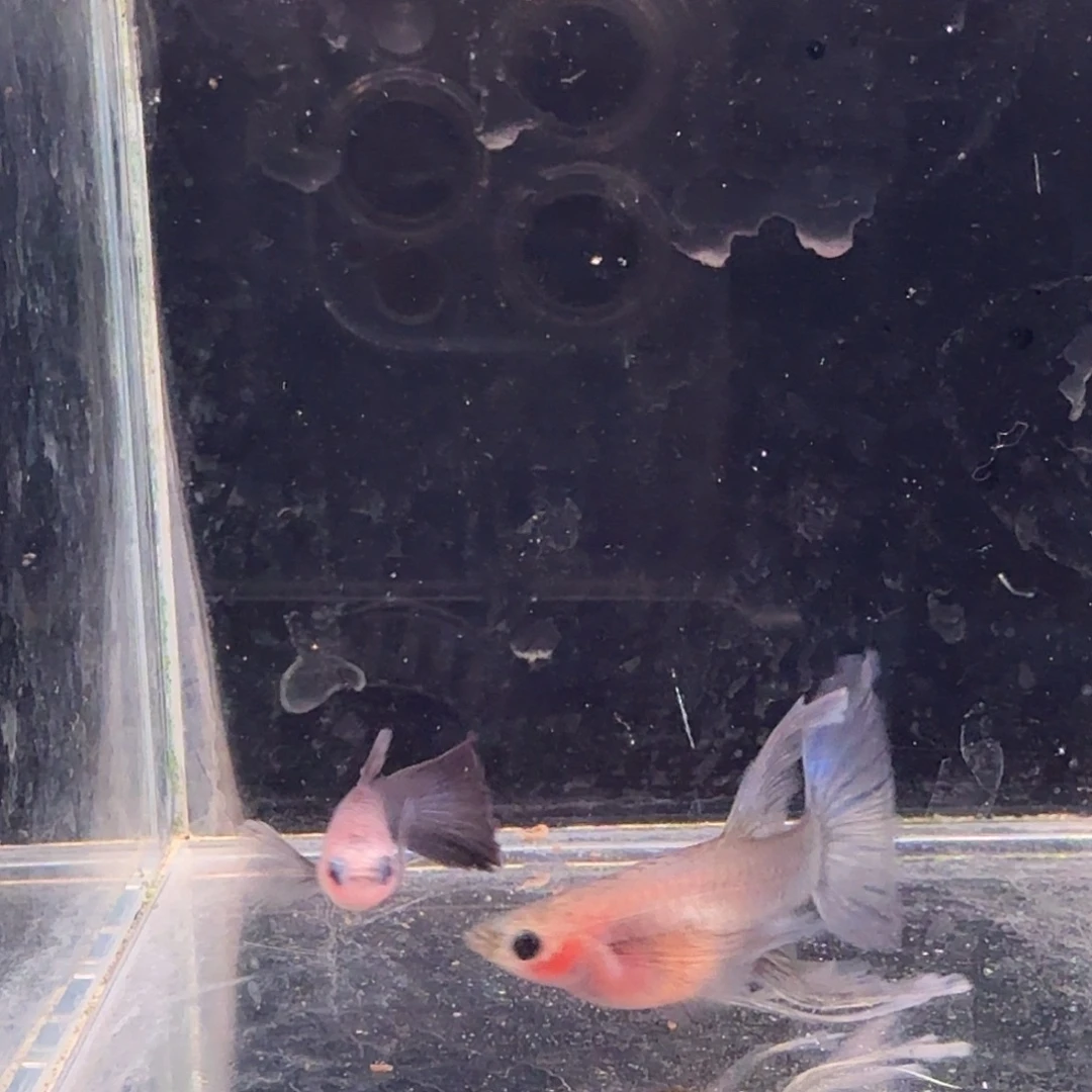 孔雀鱼蓝礼服玻璃猫缎带1对