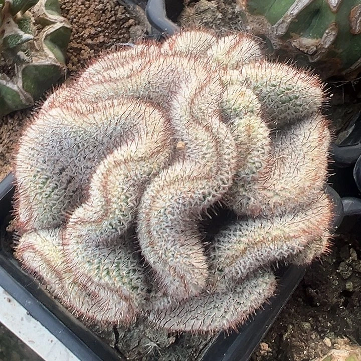 直刺佩雷缀化仙人球