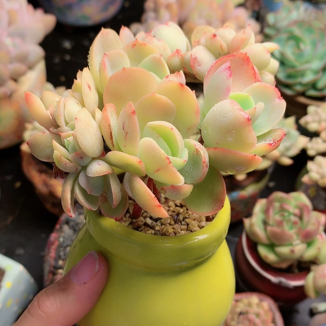 【闪购商品】S碧桃带盆