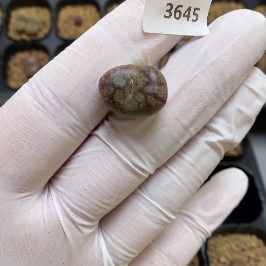 多肉植物肉锥杂交K-3645 吕墨 油皮