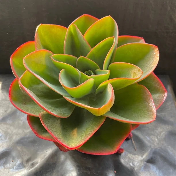 霓虹灯多肉植物只包黑腐化水损毁介意勿拍