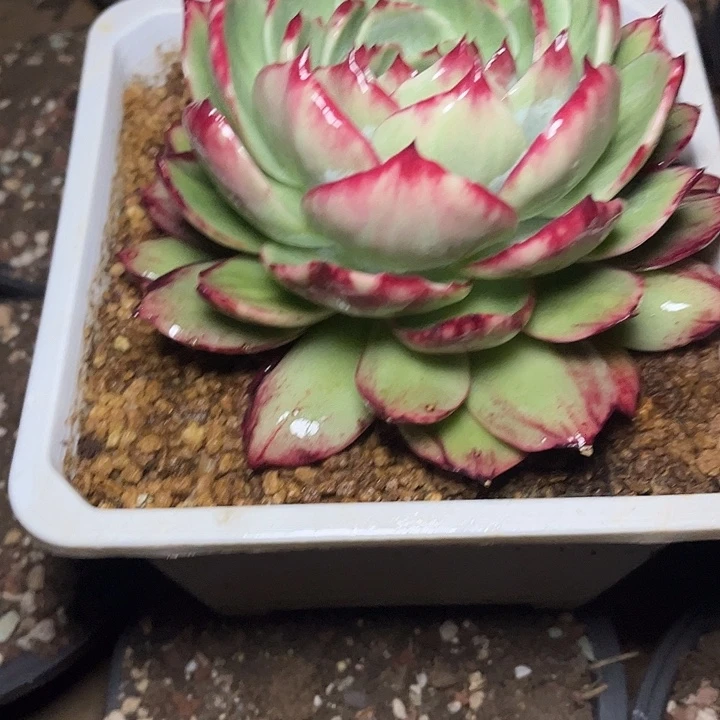 萌***辰惊鸿仙子多肉植物8908