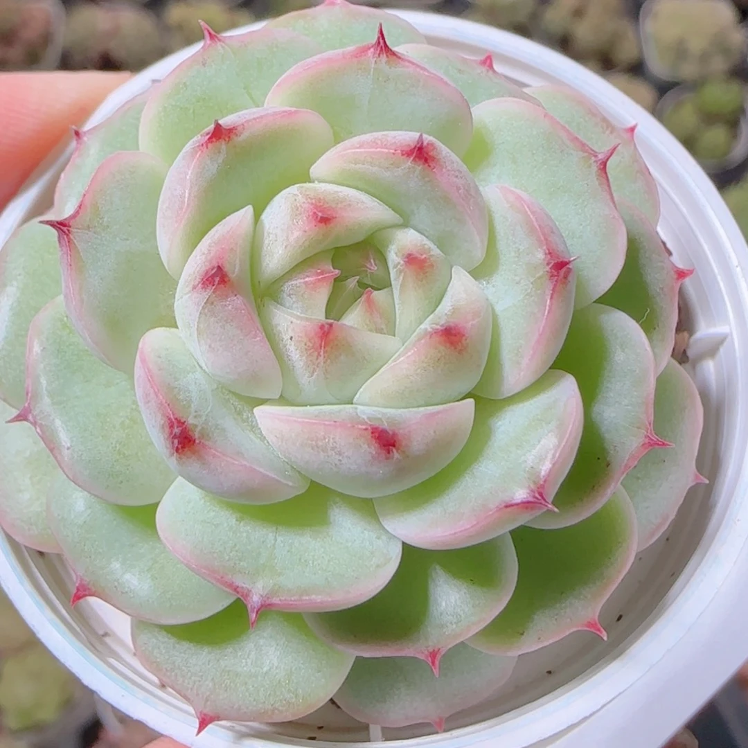 花语逸镜1103-42包子