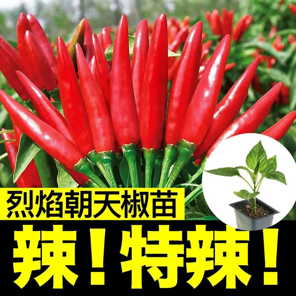 超辣朝天椒苗高产辣椒苗带土辣椒秧苗春季蔬菜苗大全阳台庭院种植