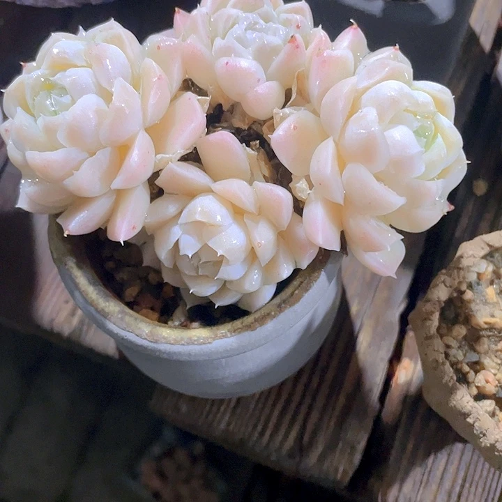 多肉植物多肉植物