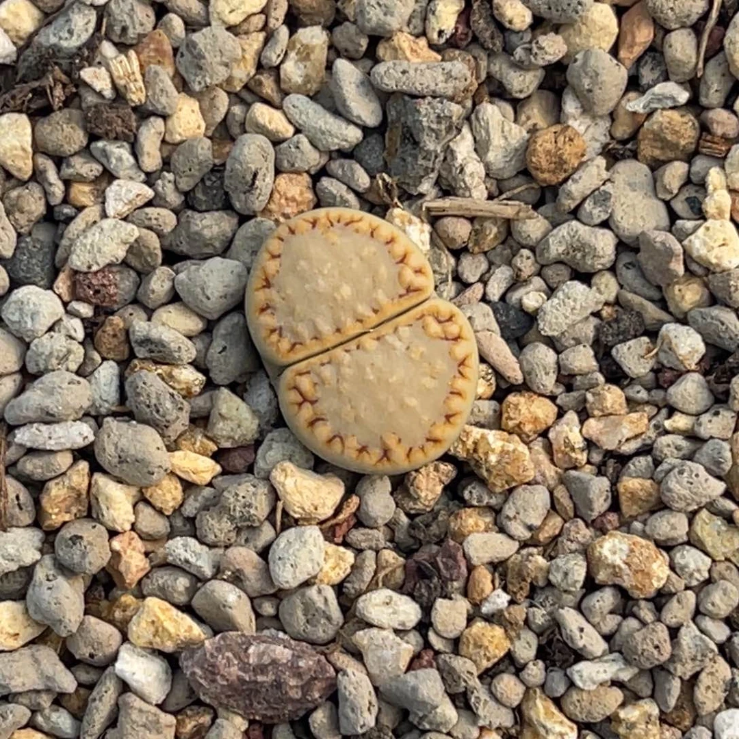 8304金边睫毛边饼干一颗