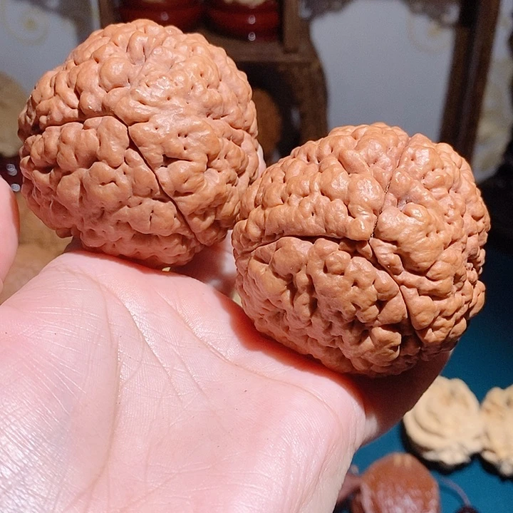 练手对三瓣脑纹大金刚