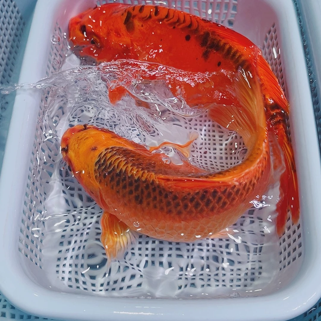 锦鲤锦鲤冷水观赏鱼142