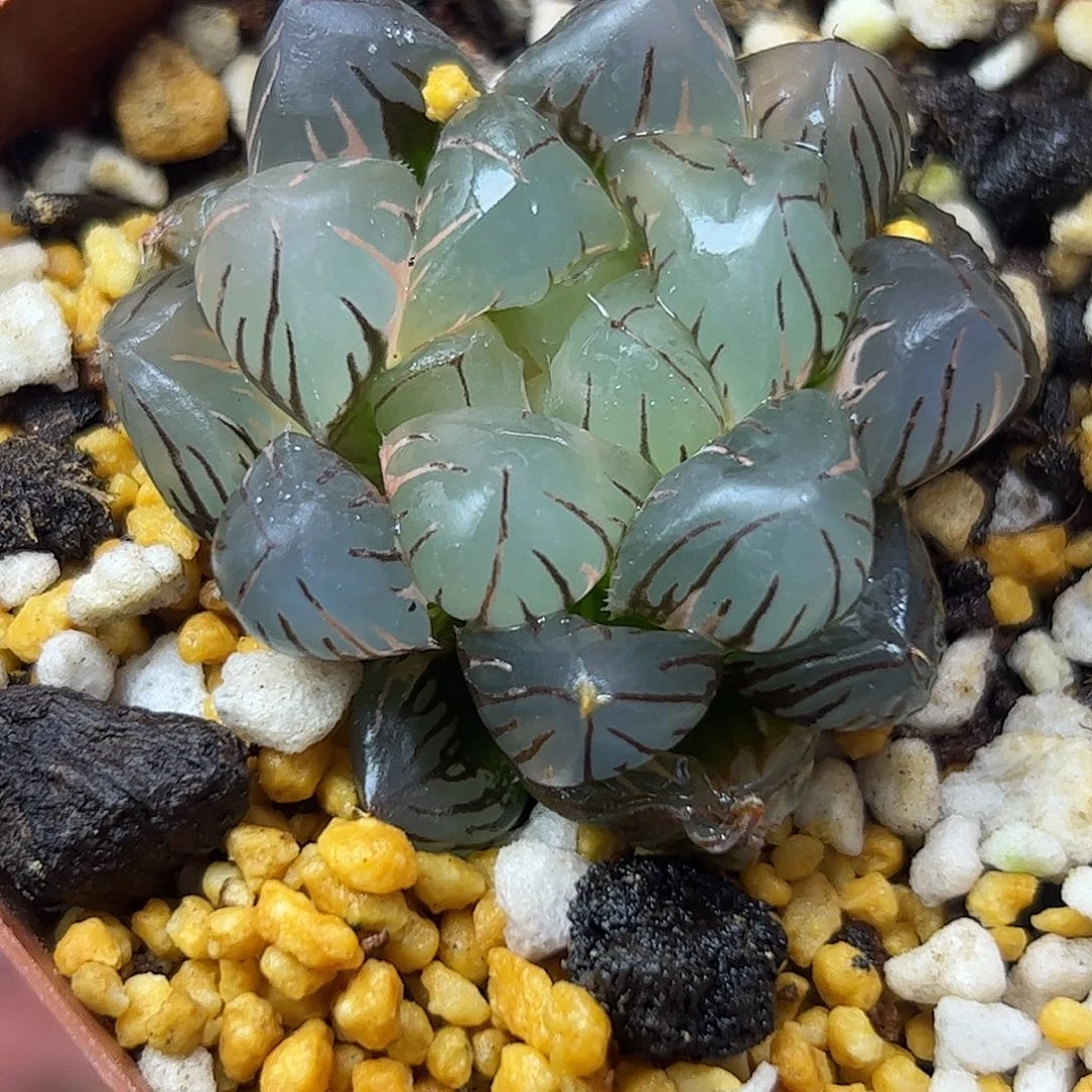 水中月锦十二卷多肉植物