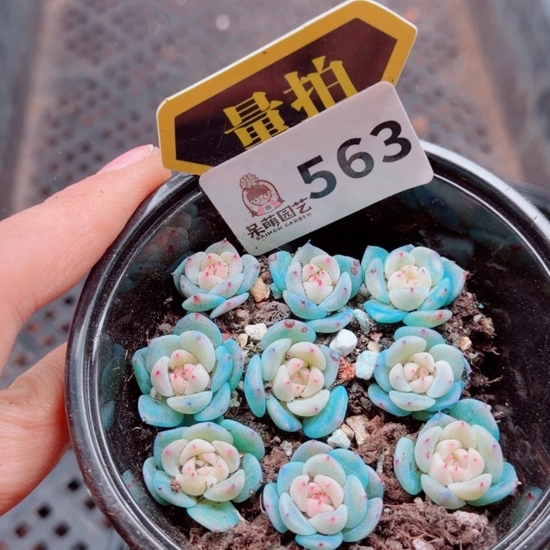 多肉植物多肉植物