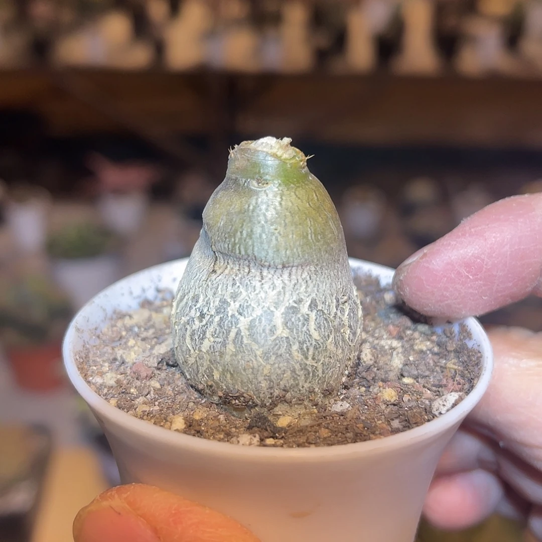 实生天马空一物一拍