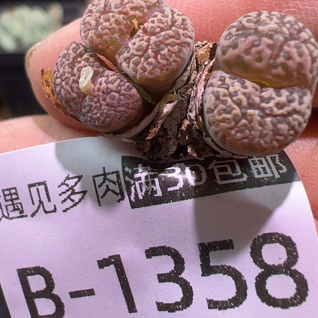 多肉植物1111111111111