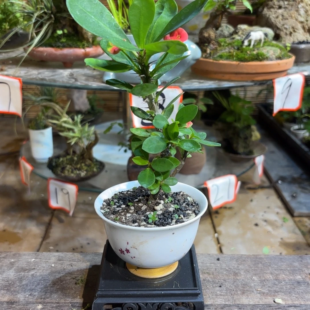 无花朵叶**市退款拉黑 一物一拍39