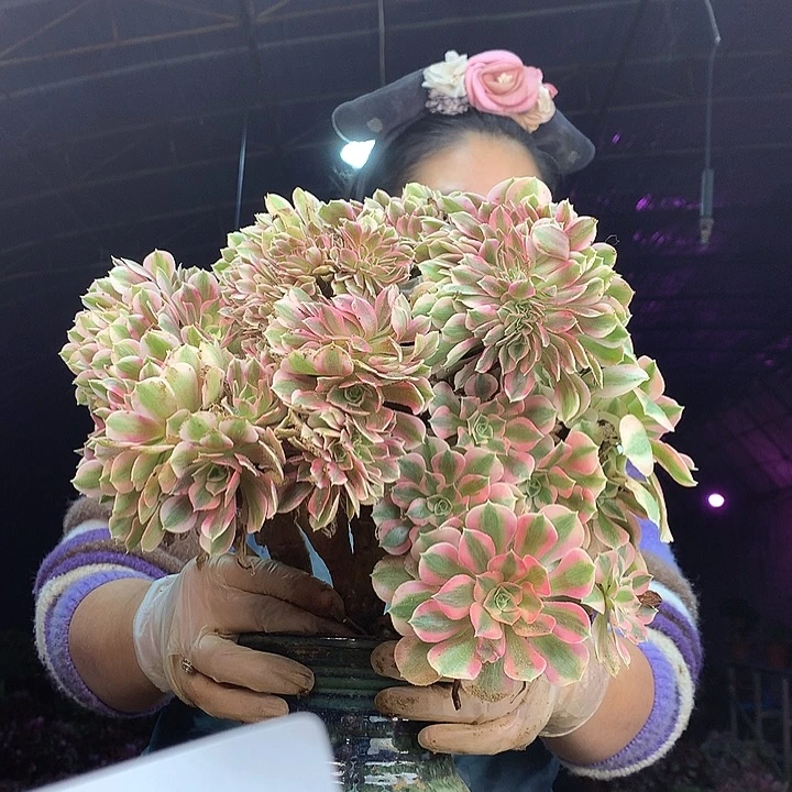 柒柒精品多肉脱土发货不包断侧枝T047