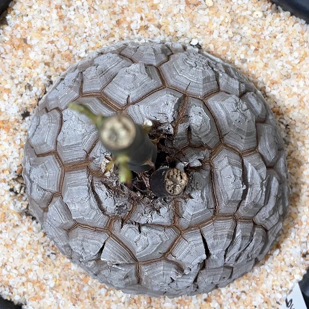 潮流植物 龟甲龙盾甲9059