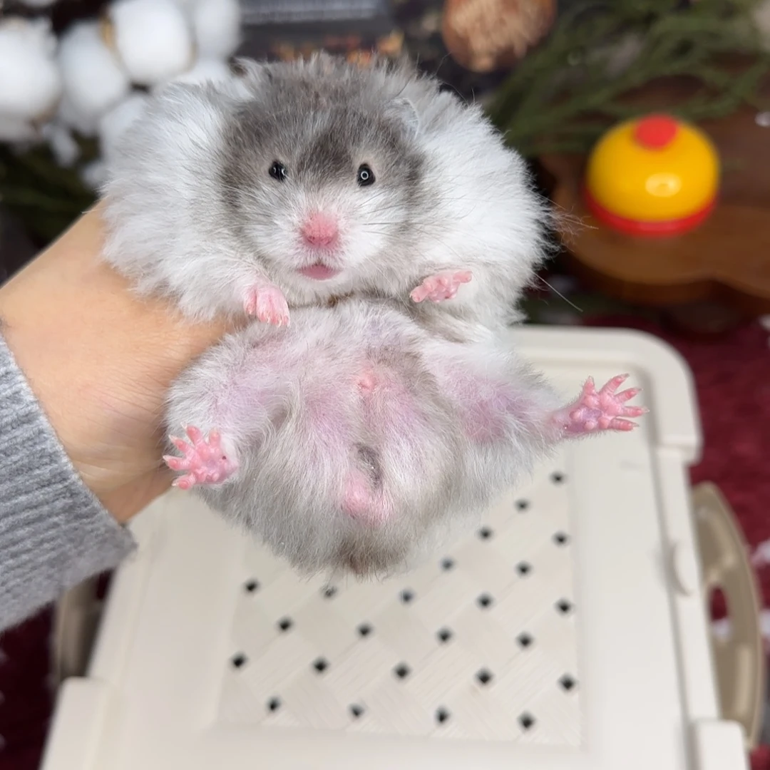 黑波弟弟9.18生日