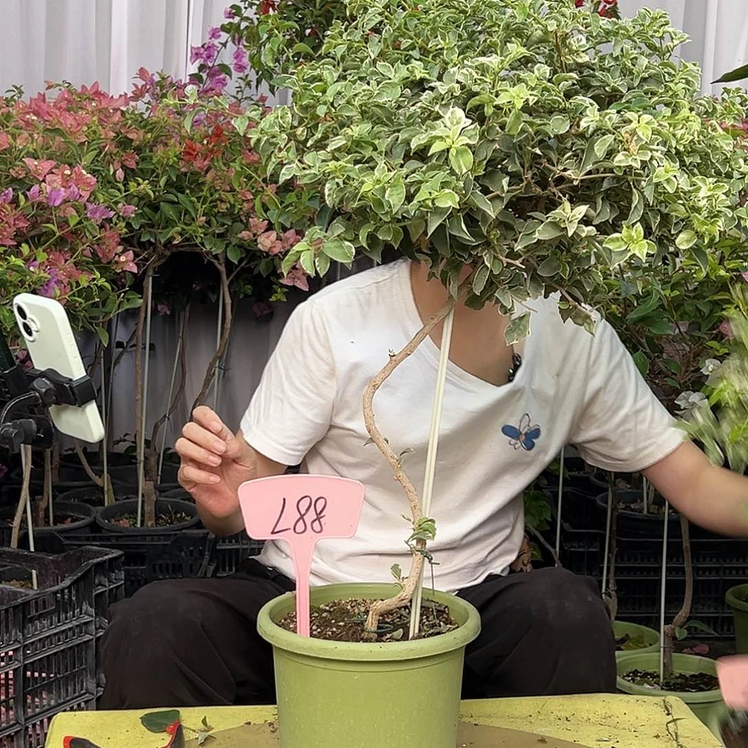 用***8当前无花栽培后可以开花L88少女心