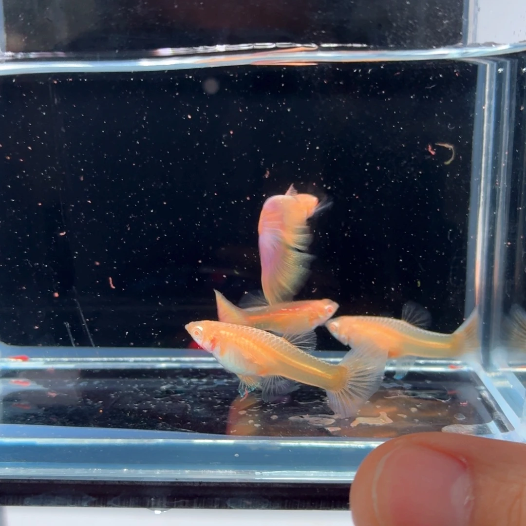 孔雀鱼幻彩蕾丝两对（36）