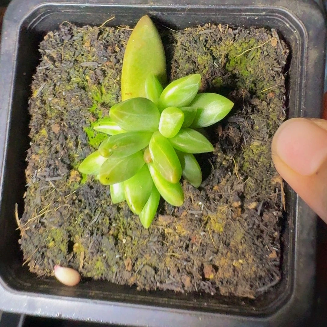 潇***回美人杂交 一物一拍