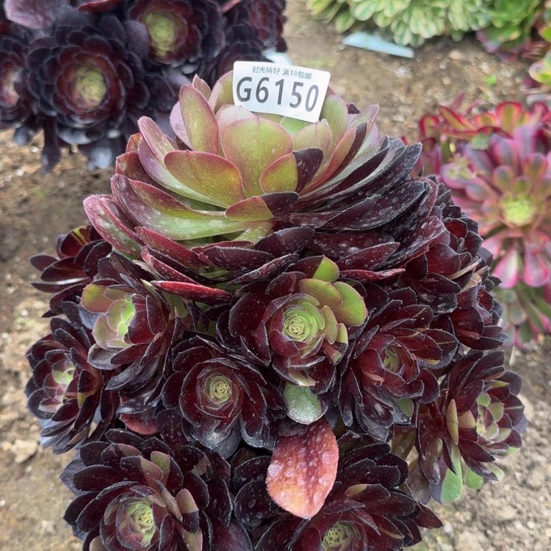6150黑美人多肉植物
