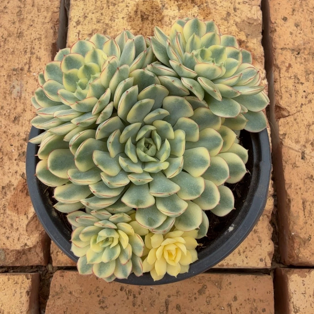 梦幻玫瑰锦锦上园艺一物一拍