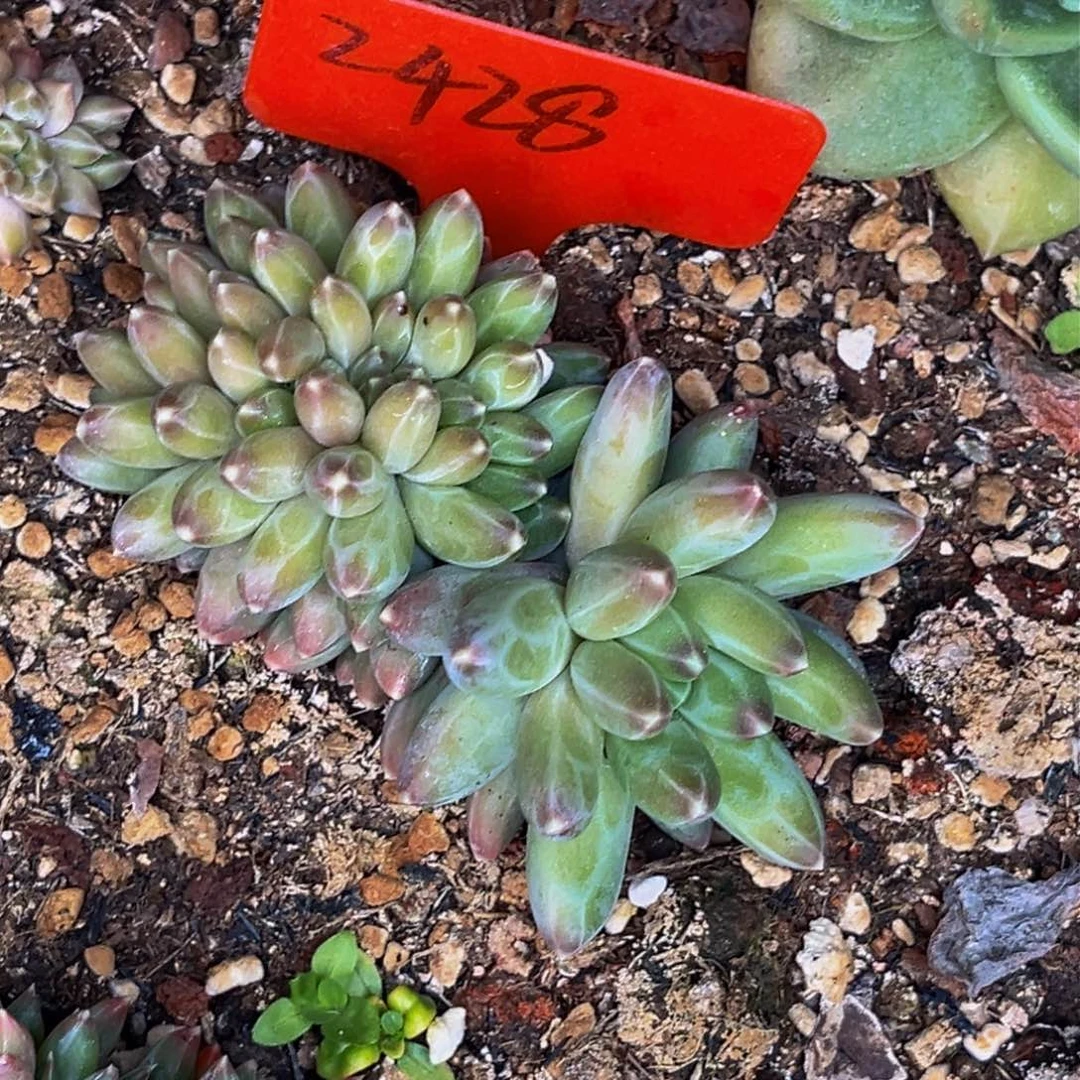 2428号晚上多肉植物群生多肉