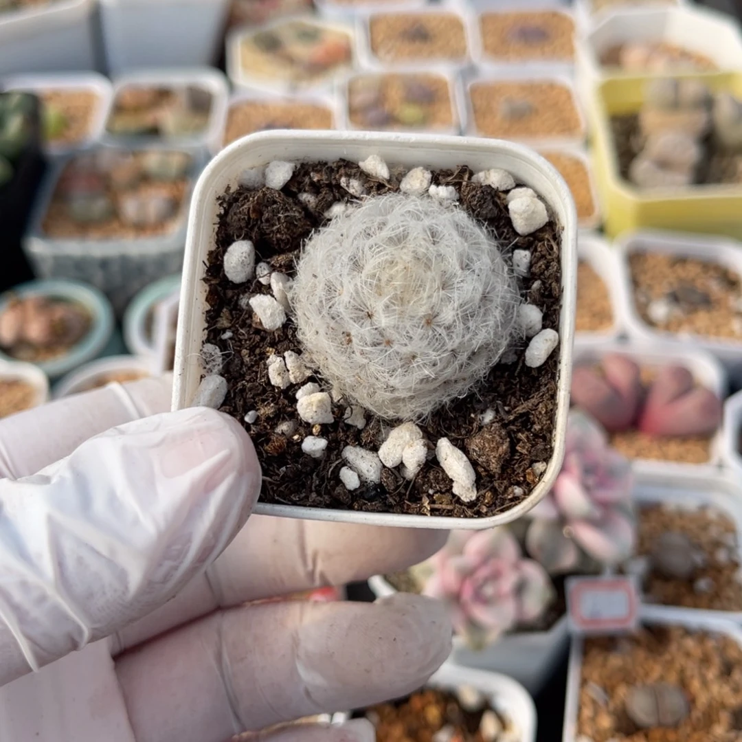 多肉植物一物一拍19