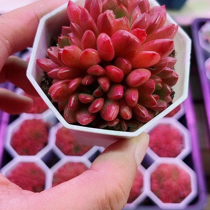 三盆红宝石多肉植物