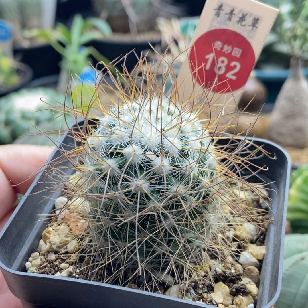 实生狂刺海泉一颗仙人球