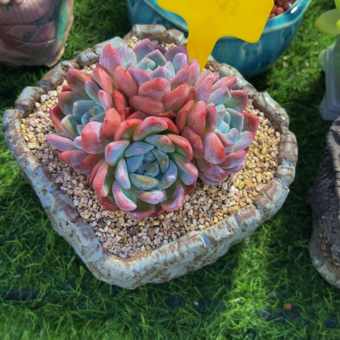 乐***李厚梦小老桩多肉植物