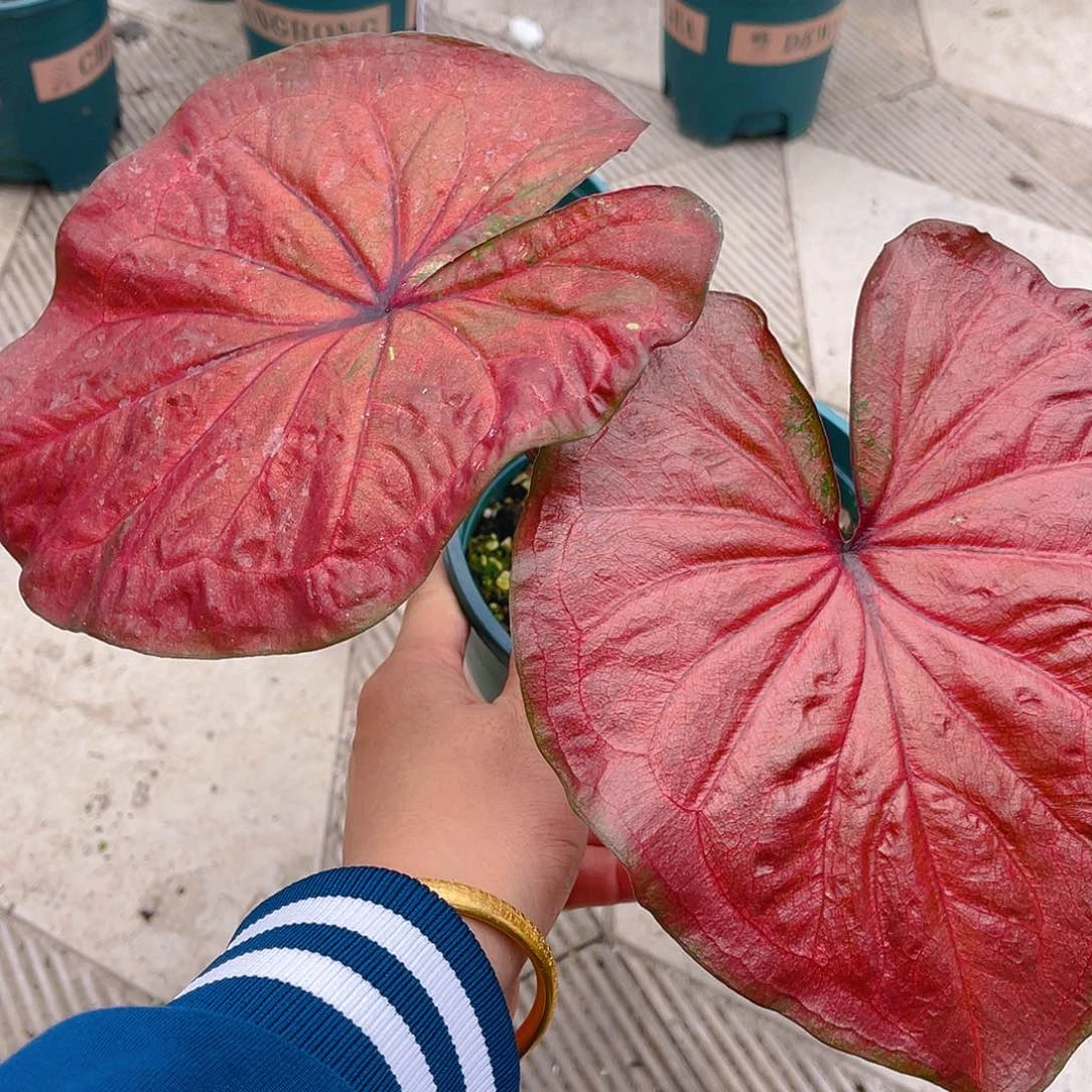 完全开放泰彩一物一拍3349