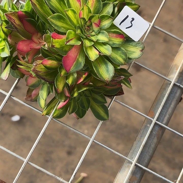 我****光13多肉植物植物植物植物