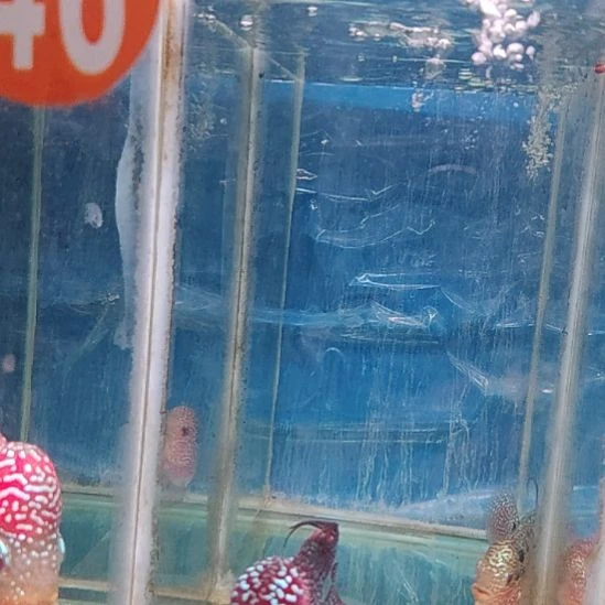 海水鱼111111111112