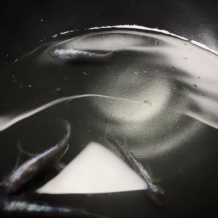青鳉鱼010天照黑白一组