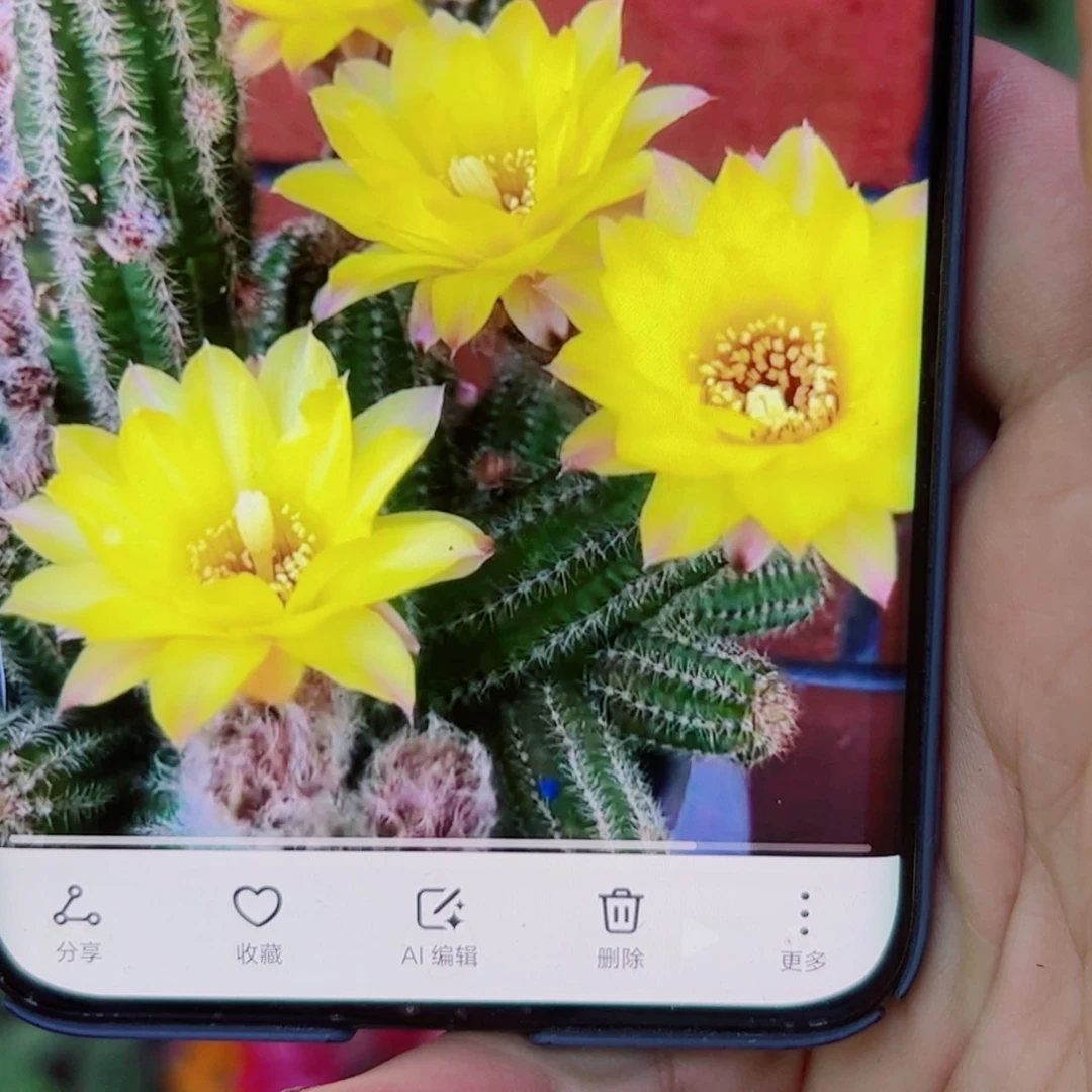 下15白檀普拉3个无根小侧芽20包邮