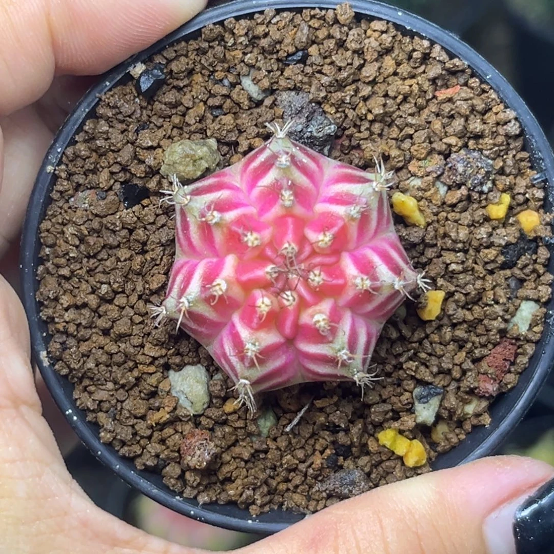 泰系轮回 带盆土发货