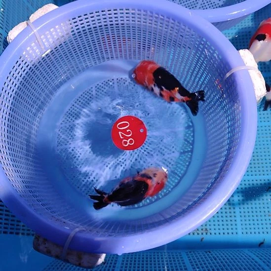 金鱼028兰寿两只特价顺丰包邮