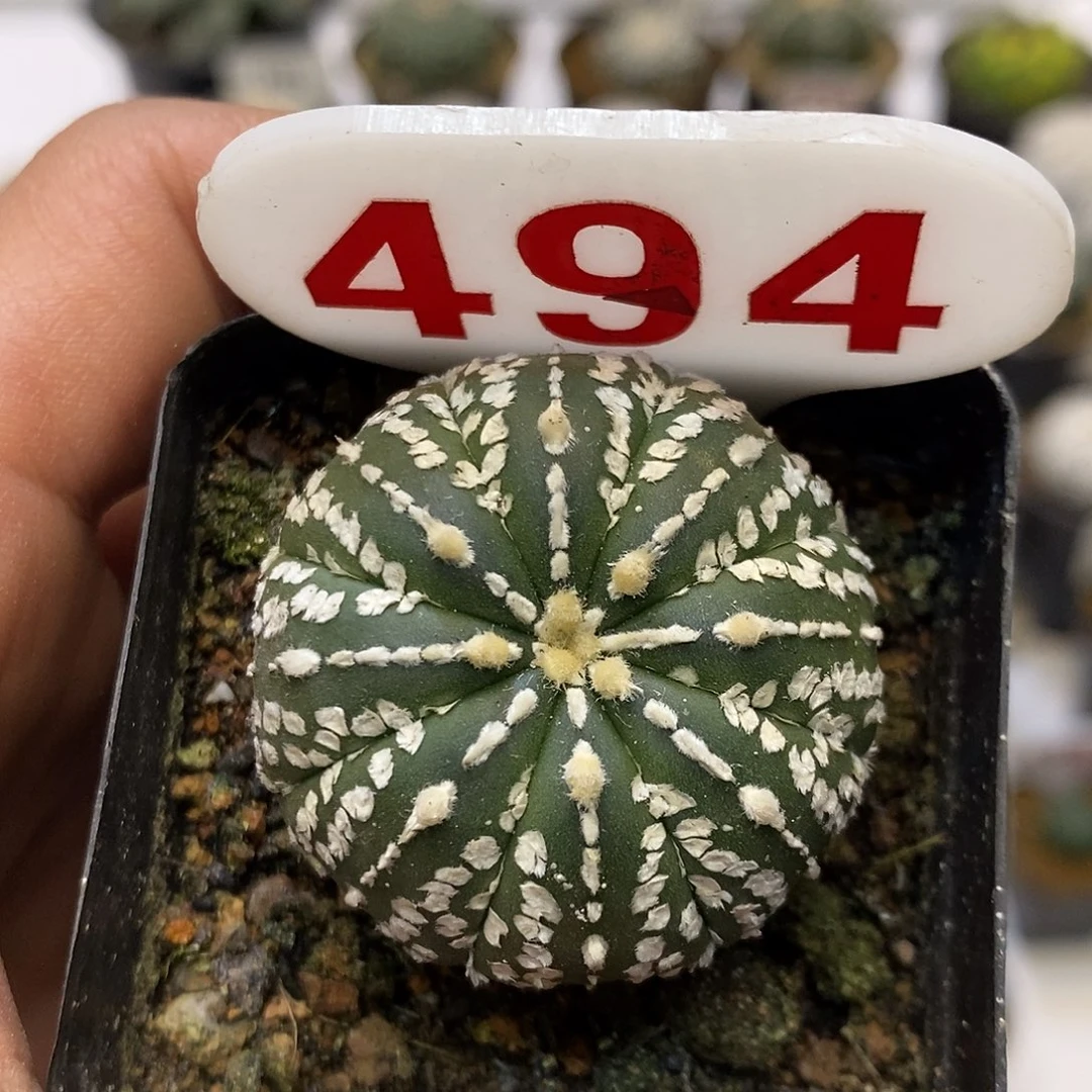 494福利特价来啦超低价