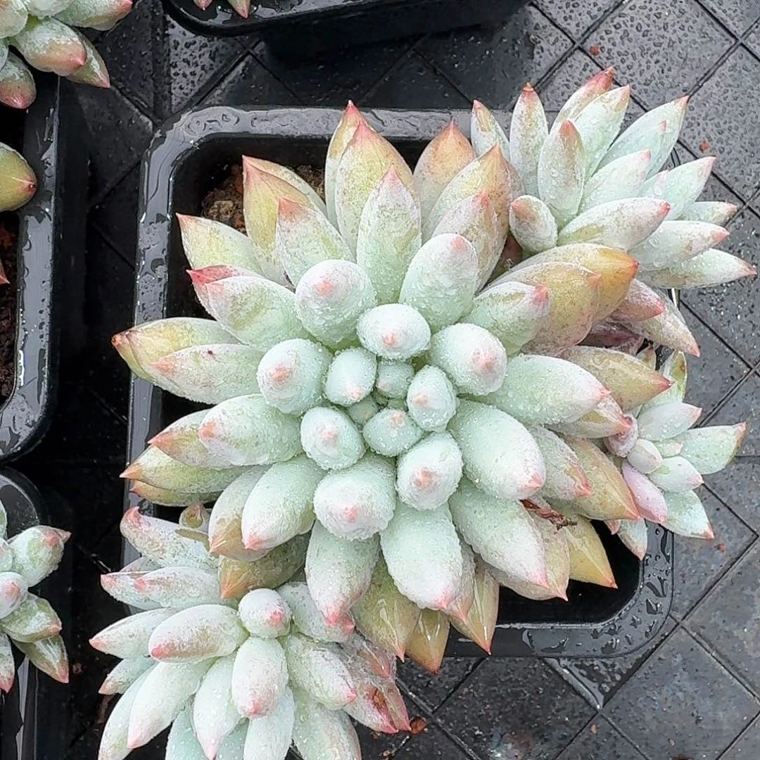 从前慢多肉编号所罗门