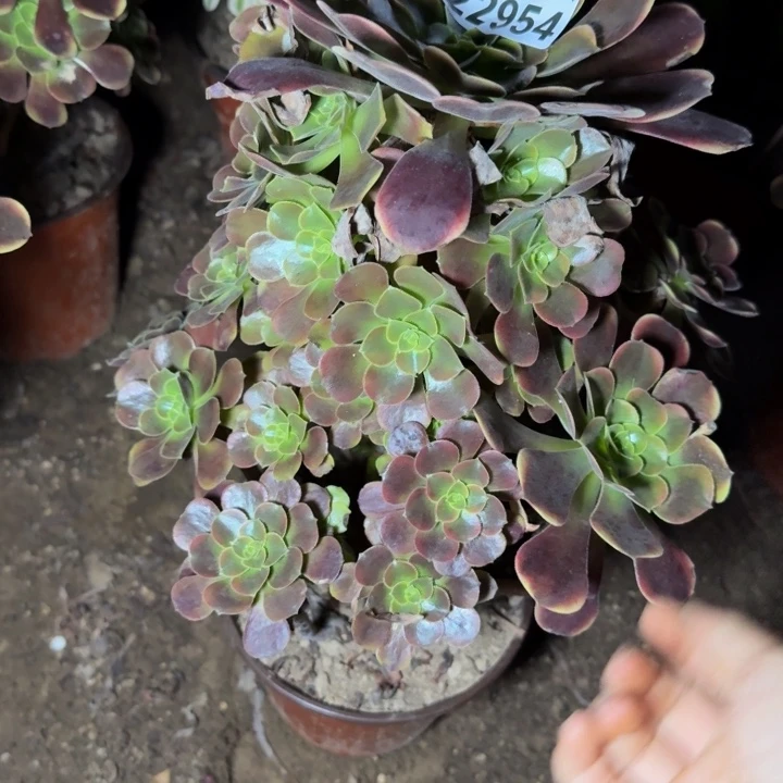 22954欧嘉莉多肉植物