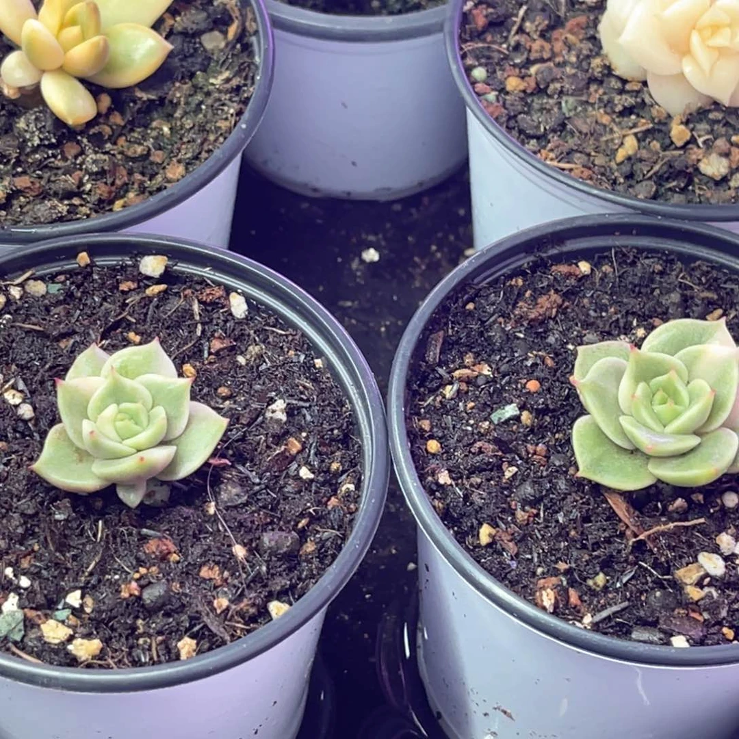 微**光多肉特价贝加尔湖锦7044、7055