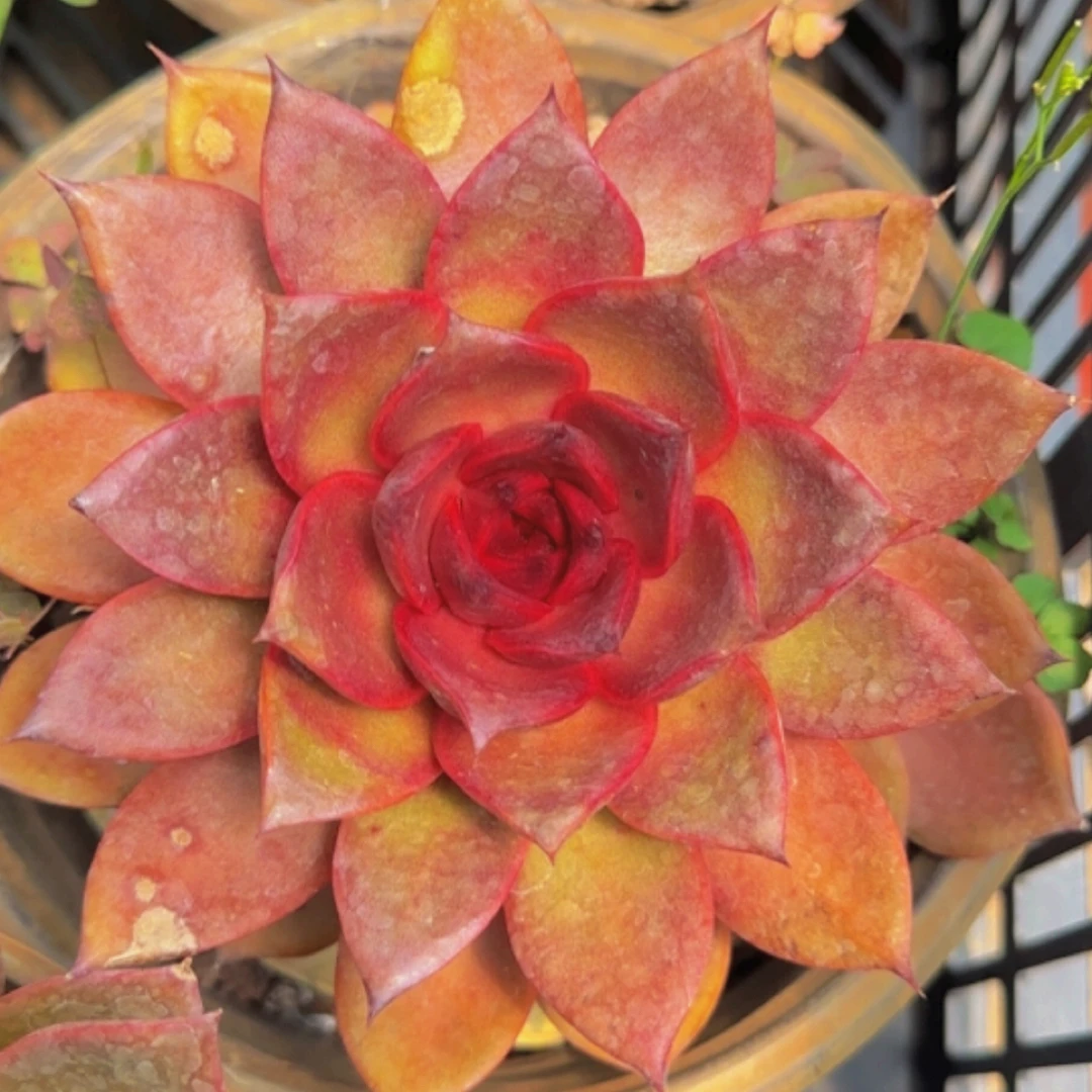 多肉植物韩货红玫瑰  血玫瑰单头（绿植.花卉.盆栽.精品多肉  皮实
